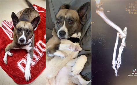 Rescue Dog Born With 5 Legs Adopted by Vet Tech Who 